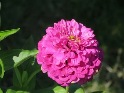 Zinnias (Majors) caracteristici ale cultivării