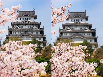 flori de cires din Japonia - cele mai bune locuri pentru admirarea (foto și video)