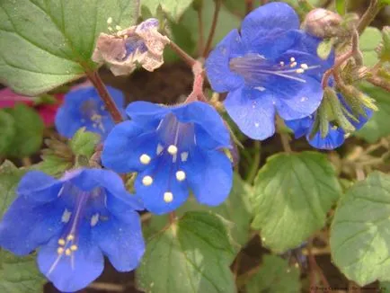 Phacelia virág általános leírás és a fajok fotók, jellemzői a termesztés és karbantartás, közüzemi