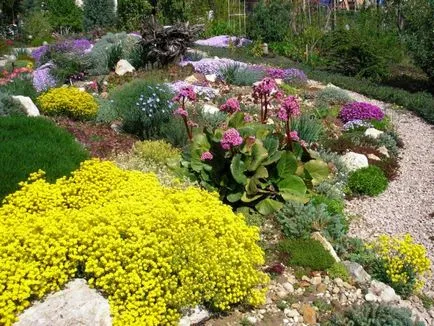 Flori Alyssum (50 poze) plantare, cultivare, îngrijire