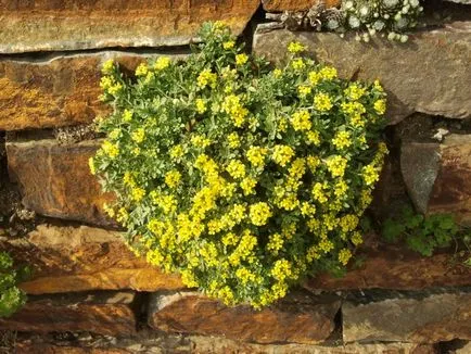 Flori Alyssum (50 poze) plantare, cultivare, îngrijire