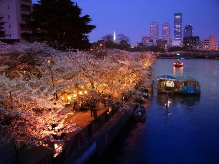 flori de cires din Japonia - cele mai bune locuri pentru admirarea (foto și video)