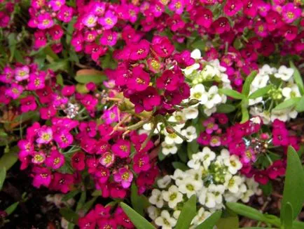 Flori Alyssum (50 poze) plantare, cultivare, îngrijire