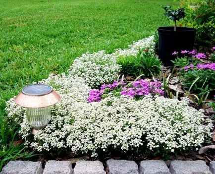 Flori Alyssum (50 poze) plantare, cultivare, îngrijire