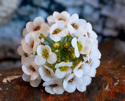 Flori Alyssum (50 poze) plantare, cultivare, îngrijire