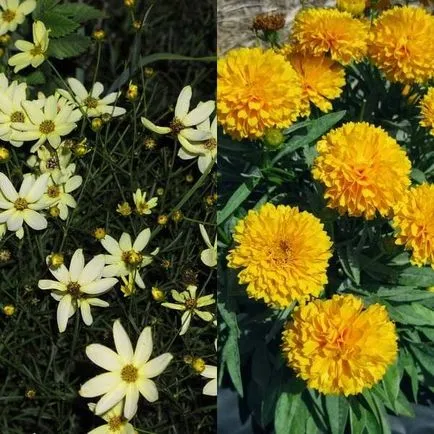 Coreopsis flori și soiuri de cultivare și întreținere