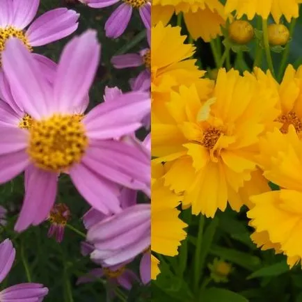 Coreopsis flori și soiuri de cultivare și întreținere