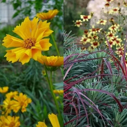 Coreopsis flori și soiuri de cultivare și întreținere