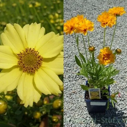 Coreopsis flori și soiuri de cultivare și întreținere