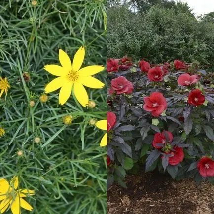 Coreopsis flori și soiuri de cultivare și întreținere