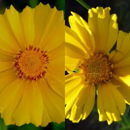 Coreopsis flori și soiuri de cultivare și întreținere