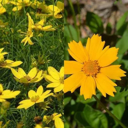 Coreopsis flori și soiuri de cultivare și întreținere