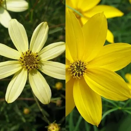 Coreopsis flori și soiuri de cultivare și întreținere