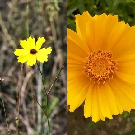 Coreopsis flori și soiuri de cultivare și întreținere