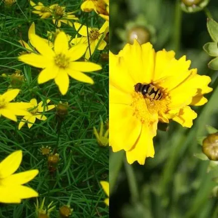 Coreopsis flori și soiuri de cultivare și întreținere