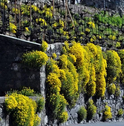 Flori Alyssum (50 poze) plantare, cultivare, îngrijire