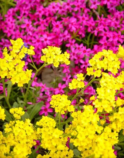 Flori Alyssum (50 poze) plantare, cultivare, îngrijire