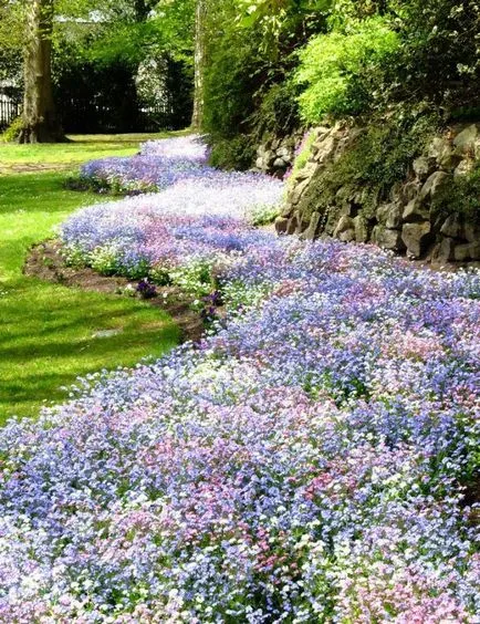 Flori Alyssum (50 poze) plantare, cultivare, îngrijire