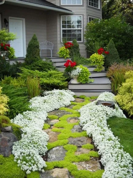 Flori Alyssum (50 poze) plantare, cultivare, îngrijire