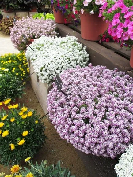 Flori Alyssum (50 poze) plantare, cultivare, îngrijire