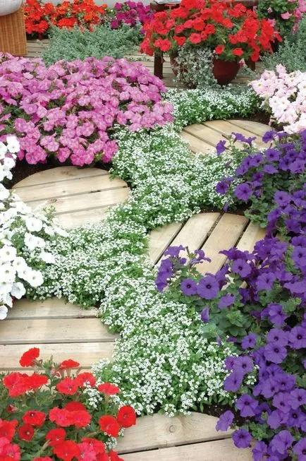 Flori Alyssum (50 poze) plantare, cultivare, îngrijire