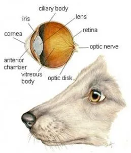 Uveitis a kutyák és macskák tünetei, diagnózisa, kezelése