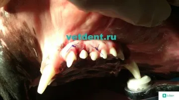 Implanturile dentare la câini (implantului)