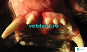 Зъбните импланти при кучета (импланта)