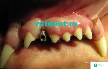 Implanturile dentare la câini (implantului)