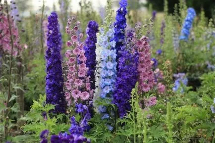 Delphinium Új-Zéland óriás egyre nagyobb a mag a kezüket!