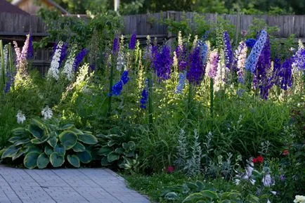 plantare Delphinium Noua Zeelandă și de îngrijire, fotografie