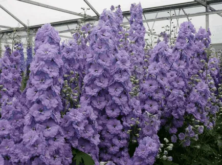 Delphinium, idei frumoase pentru gradina