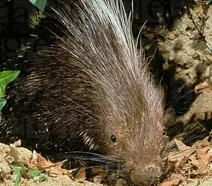 Aricii - clovni pădure hronoton