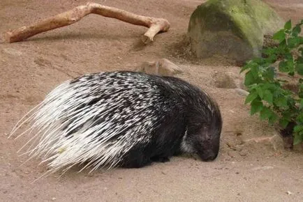 Porcupine șutează ace