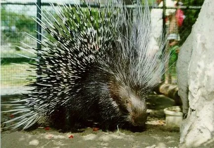 Porcupine șutează ace