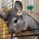 Casa de chinchilla loc să se odihnească animalele de companie