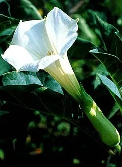 отглеждане и грижа Datura