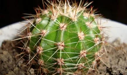 otthon kaktusz
