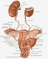 Eficiența „Aescusan“ medicament în tratamentul diferitelor forme de prostatita la bărbați