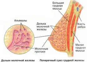 Eficiența „Aescusan“ medicament în tratamentul diferitelor forme de prostatita la bărbați