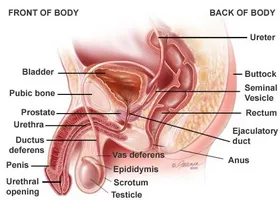 Eficiența „Aescusan“ medicament în tratamentul diferitelor forme de prostatita la bărbați