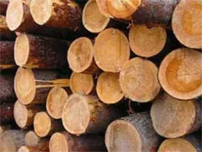 tehnologii și tehnici Encyclopedia - cum să identifice specii de arbori