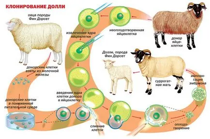 Има ли някакъв смисъл в клониране котки около една котка