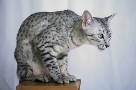 Egyiptomi Mau macska fajta leírás, fotó és videó anyagok a faj vélemények