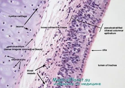 Structura cartilajul elastic si fibros, histologie