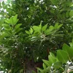 Ficus - грижи в дома поливане, размножаване, видове заболявания