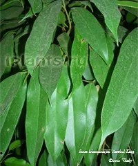 Binnendiyka Ficus - Ficus ali