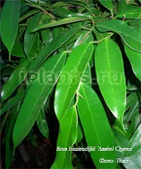 Binnendiyka Ficus - Ficus Али