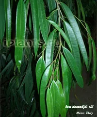 Binnendiyka Ficus - Ficus ali