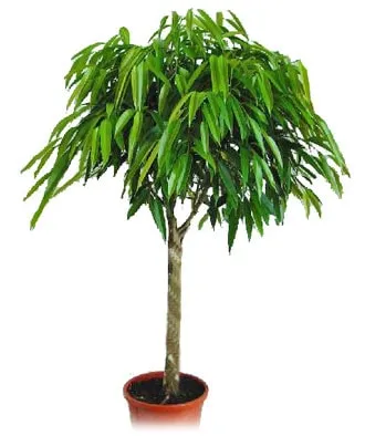 Ficus Али (Бенедикт), грижа и развъждане, снимки